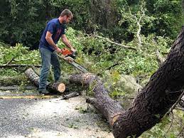 Best Tree Trimming and Pruning  in Manhattan, IL
