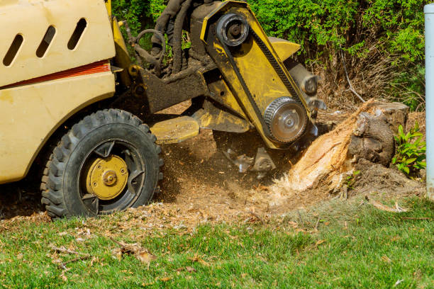  Manhattan, IL Tree Services Pros