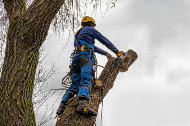 Best Tree Maintenance Programs  in Manhattan, IL