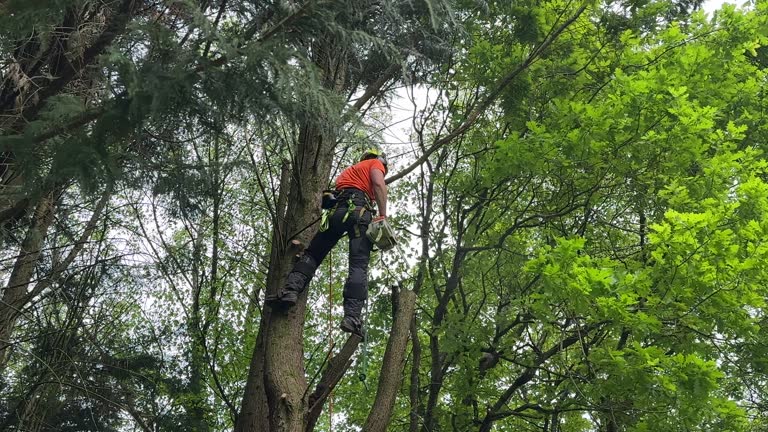 Best Palm Tree Trimming  in Manhattan, IL