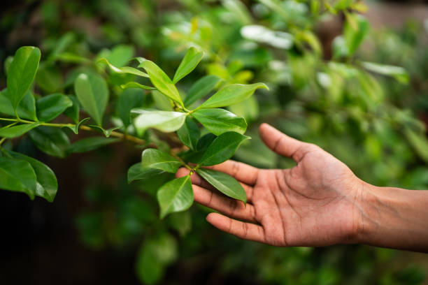 Best Tree Mulching  in Manhattan, IL