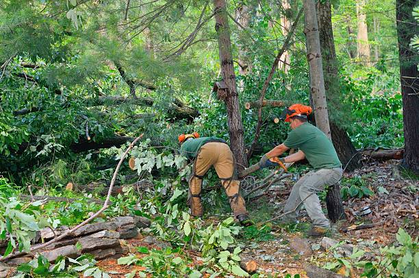 Best Tree Preservation Services  in Manhattan, IL
