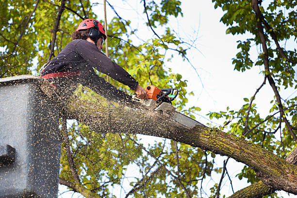 Best Commercial Tree Services  in Manhattan, IL