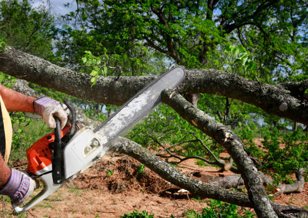 Best Hazardous Tree Removal  in Manhattan, IL